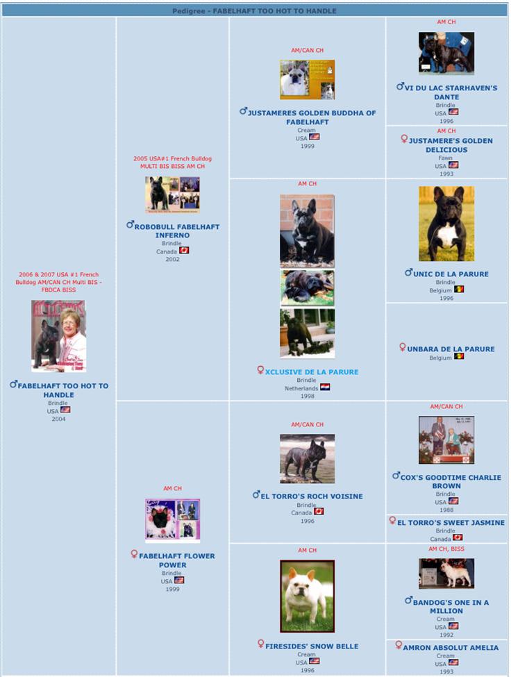 美国akc犬品种大全,法国斗牛犬详情介绍大全