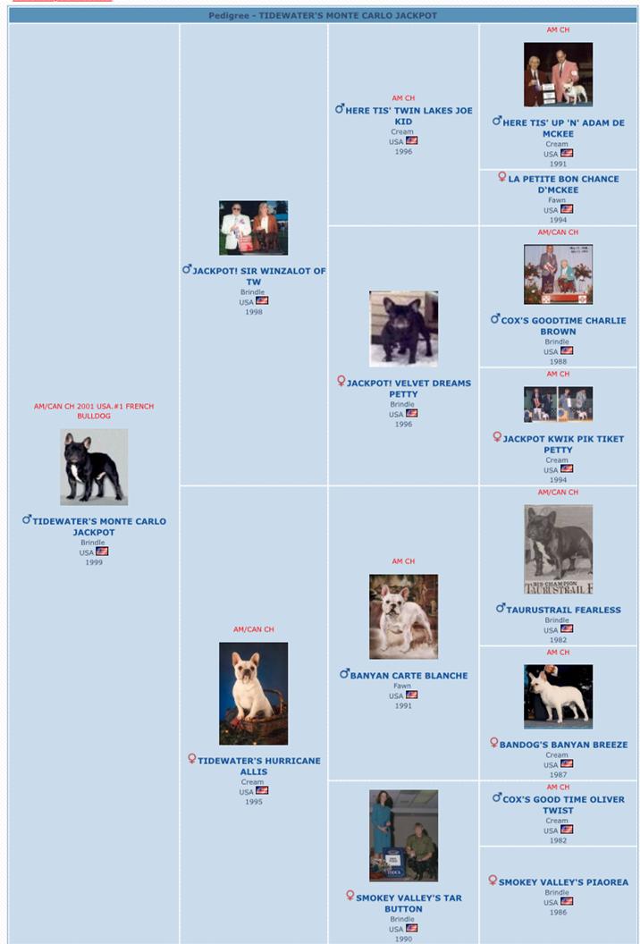 美国akc犬品种大全,法国斗牛犬详情介绍大全
