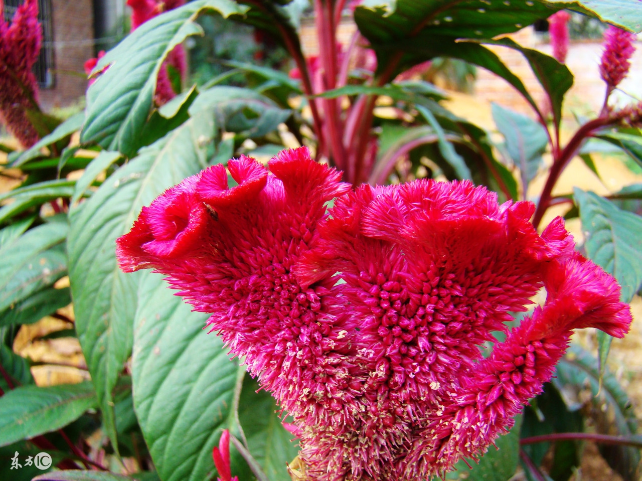 4招教您在家中摆放这些植物，旺财又助运！