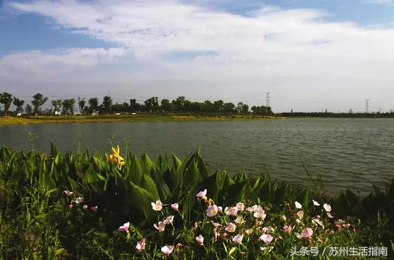 黄桥滨河家园,黄桥景观绿化