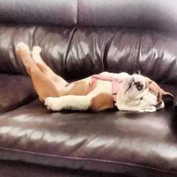 英斗除了吃就是睡,英斗为什么那么傻还那么能打架