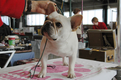 美国akc犬品种大全,法国斗牛犬详情介绍大全