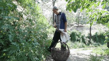 麻核桃蓟县,蓟县野生麻核桃图片