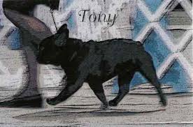 美国akc犬品种大全,法国斗牛犬详情介绍大全