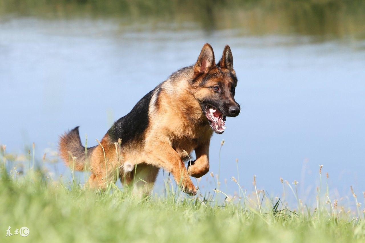 饲养德国牧羊犬要关注事项,饲养德牧