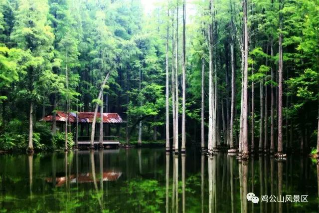 鸡公山探险之旅,鸡公山自然保护区景点