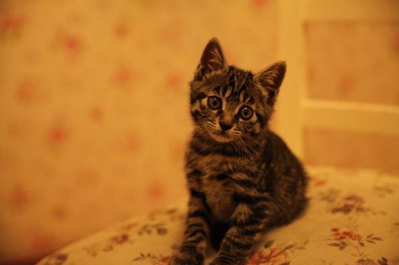 怎么让猫咪独处一个月,主人不在家猫咪怎么度过