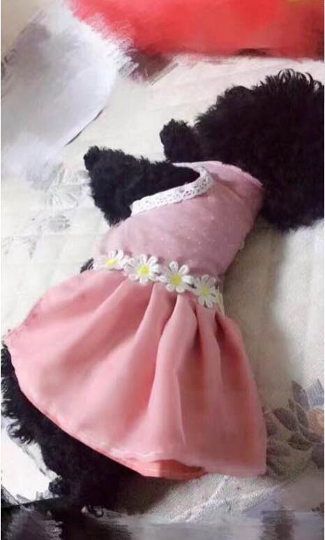 黑色泰迪更活泼,黑色泰迪和灰色泰迪配会出什么色