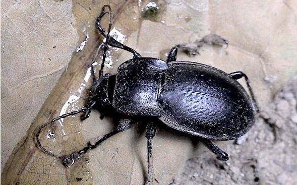 这些美味的虫子你敢吃吗,盘点可以吃的虫子