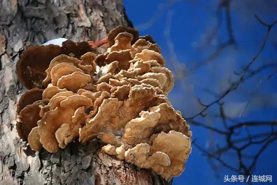 10种最奇特的蘑菇,中国最罕见的蘑菇是什么菇