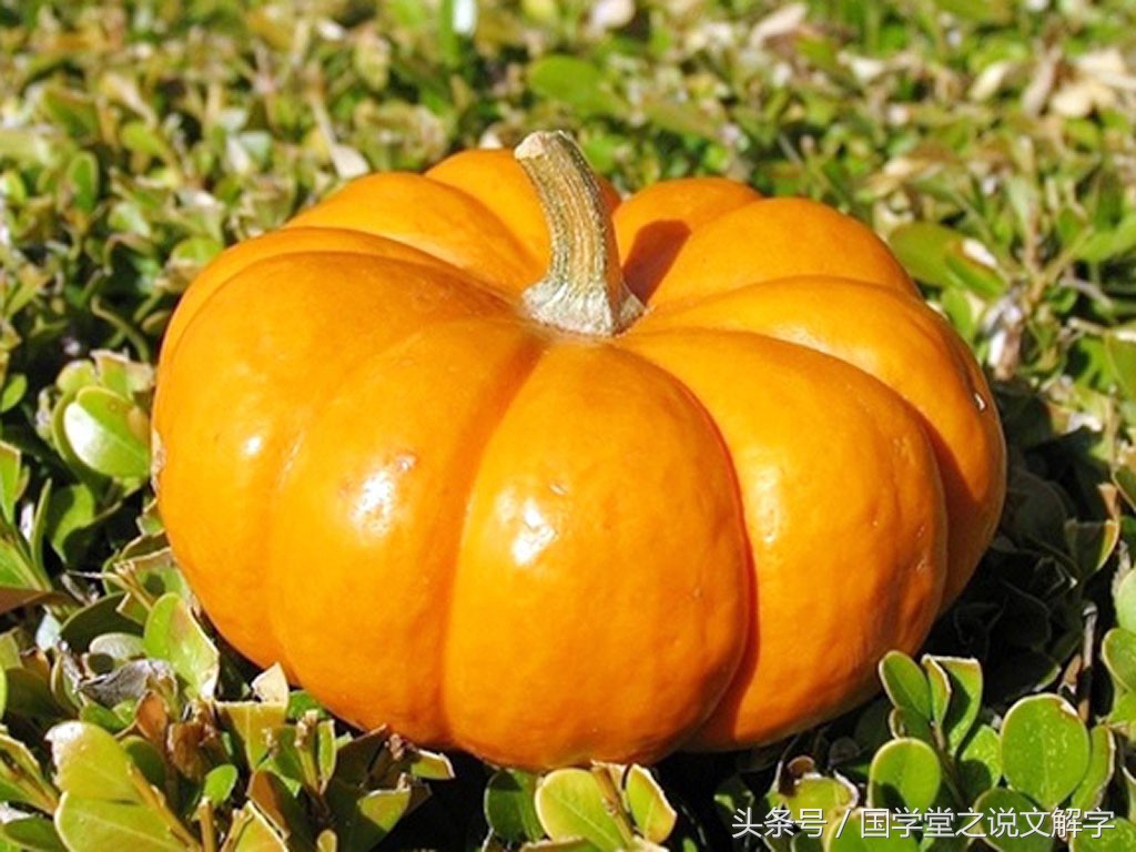 冬瓜南瓜西瓜苦瓜哪个不是一类的,冬瓜南瓜西瓜还有个北瓜哪去了