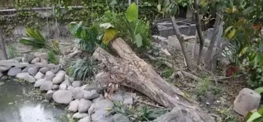 不养龟怎么知道养龟人的乐趣,你没养过狗永远不知道养狗的快乐