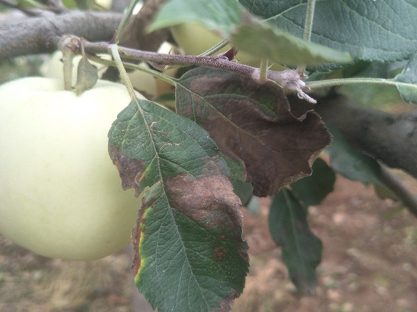 苹果叶子有黑色斑点什么情况？教你4种方法防治！