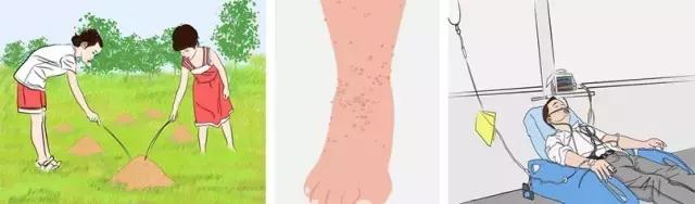 在户外要怎么关注红火蚁,高度警惕红火蚁