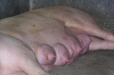 母猪尿路感染的治疗方法,母猪宫内炎症怎么治疗