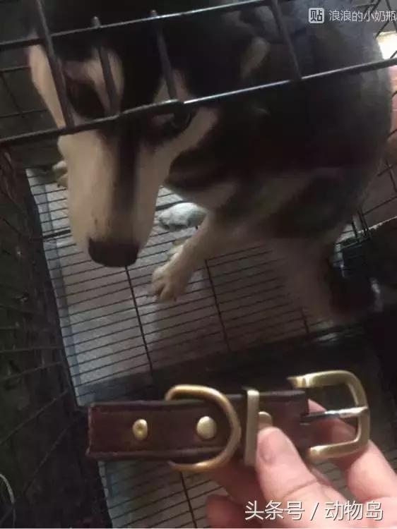 我的哈士奇,我的哈士奇有多厉害