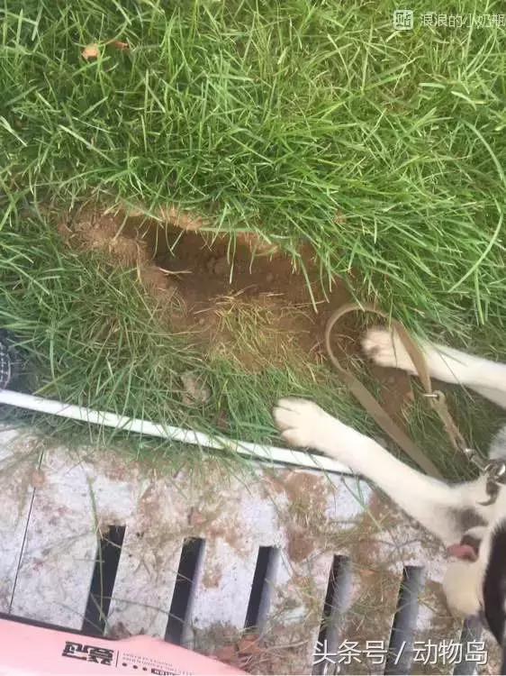 我的哈士奇,我的哈士奇有多厉害