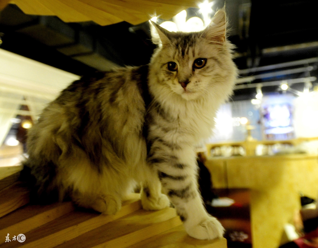 怎么让猫咪独处一个月,主人不在家猫咪怎么度过