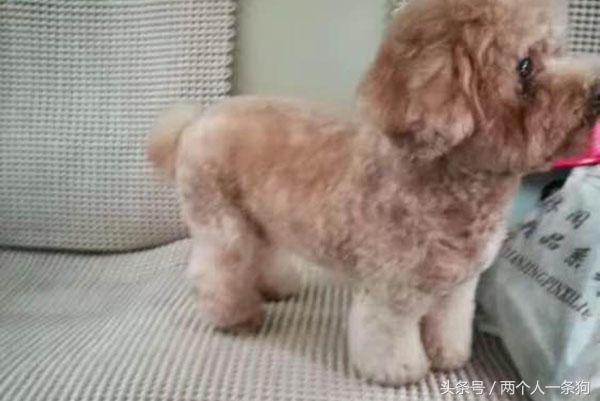 美女养泰迪连续三月收到宠物用品快递，报警调查结果让她哭笑不得