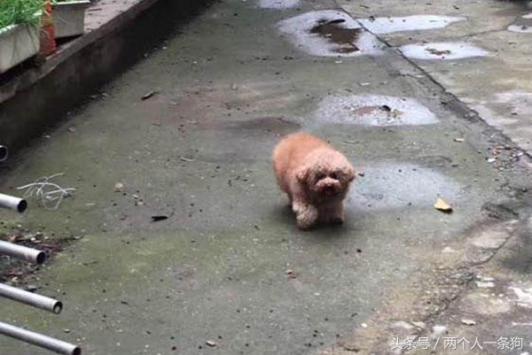 美女养泰迪连续三月收到宠物用品快递，报警调查结果让她哭笑不得