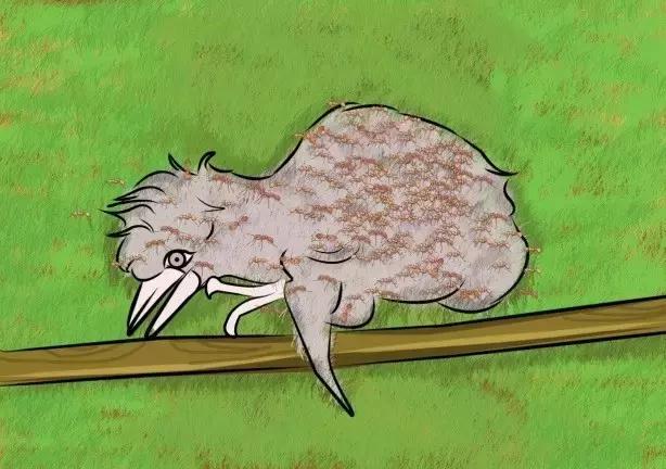 在户外要怎么关注红火蚁,高度警惕红火蚁