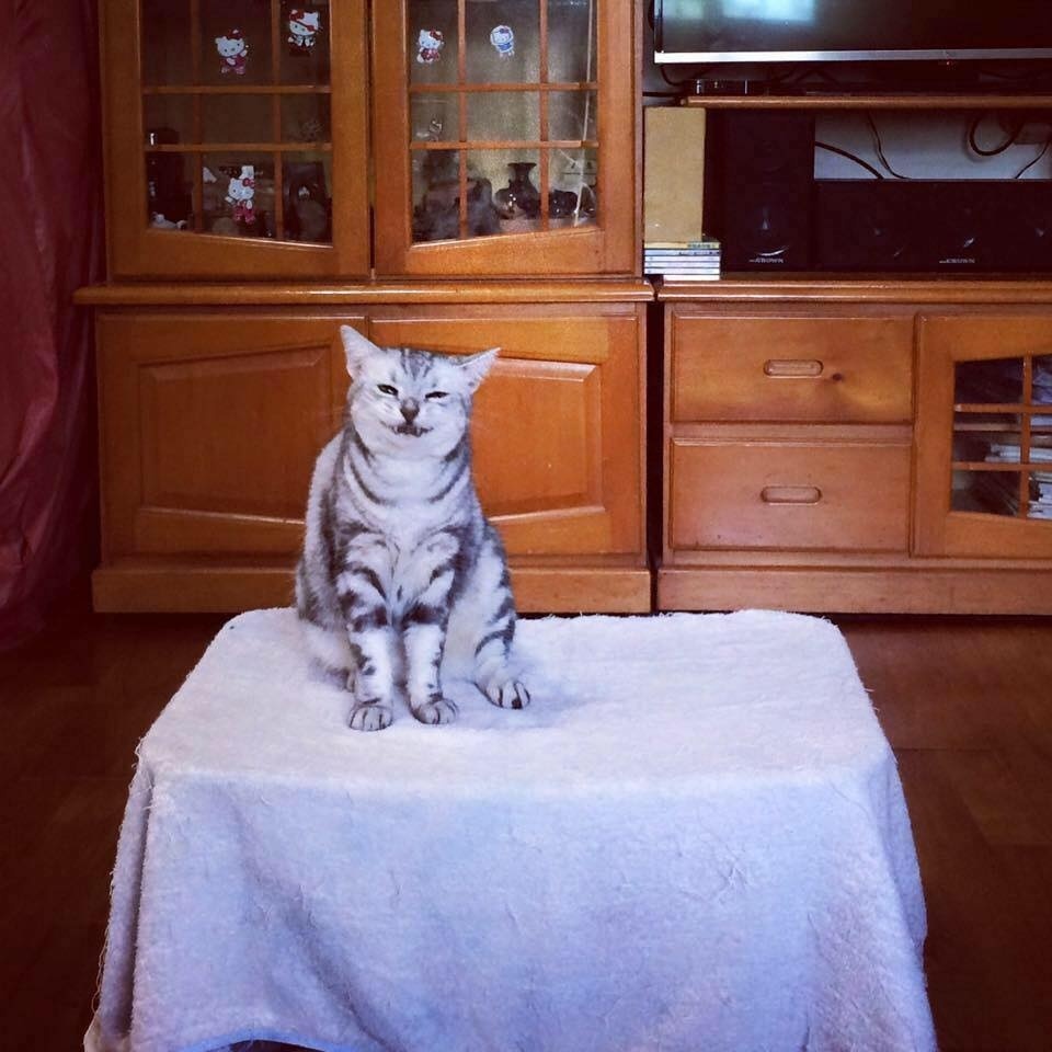 猫笑起来多可怕,猫笑的样子和正常样子