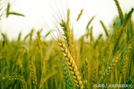 小麦包衣助高产,小麦投入与产出
