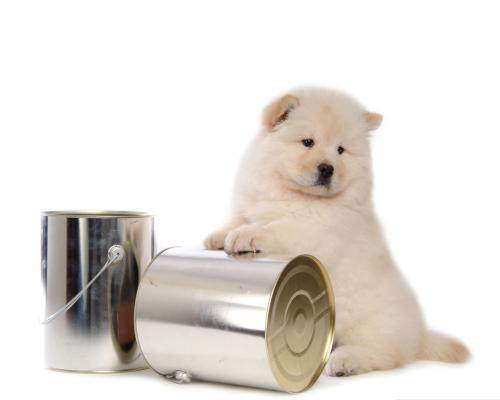 世界名犬,松狮犬可爱视频