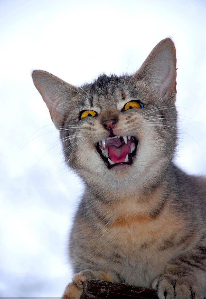 怀孕和养猫可否兼得？