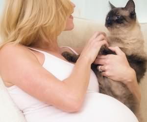 怀孕和养猫可否兼得？