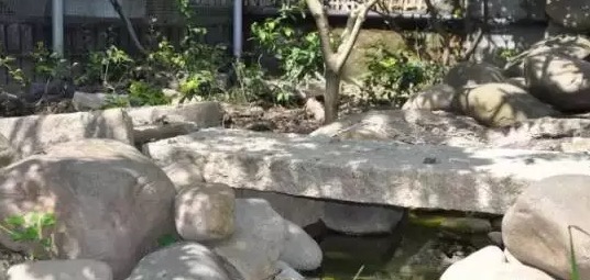 不养龟怎么知道养龟人的乐趣,你没养过狗永远不知道养狗的快乐