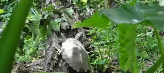 不养龟怎么知道养龟人的乐趣,你没养过狗永远不知道养狗的快乐