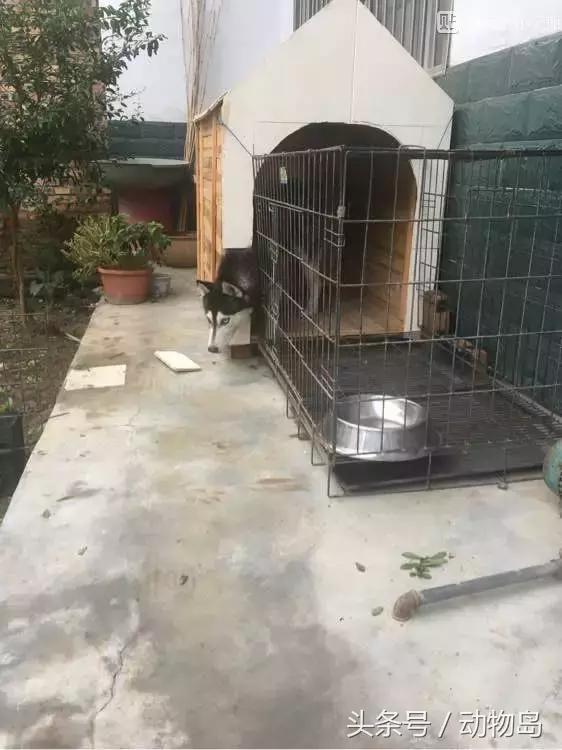 我的哈士奇,我的哈士奇有多厉害