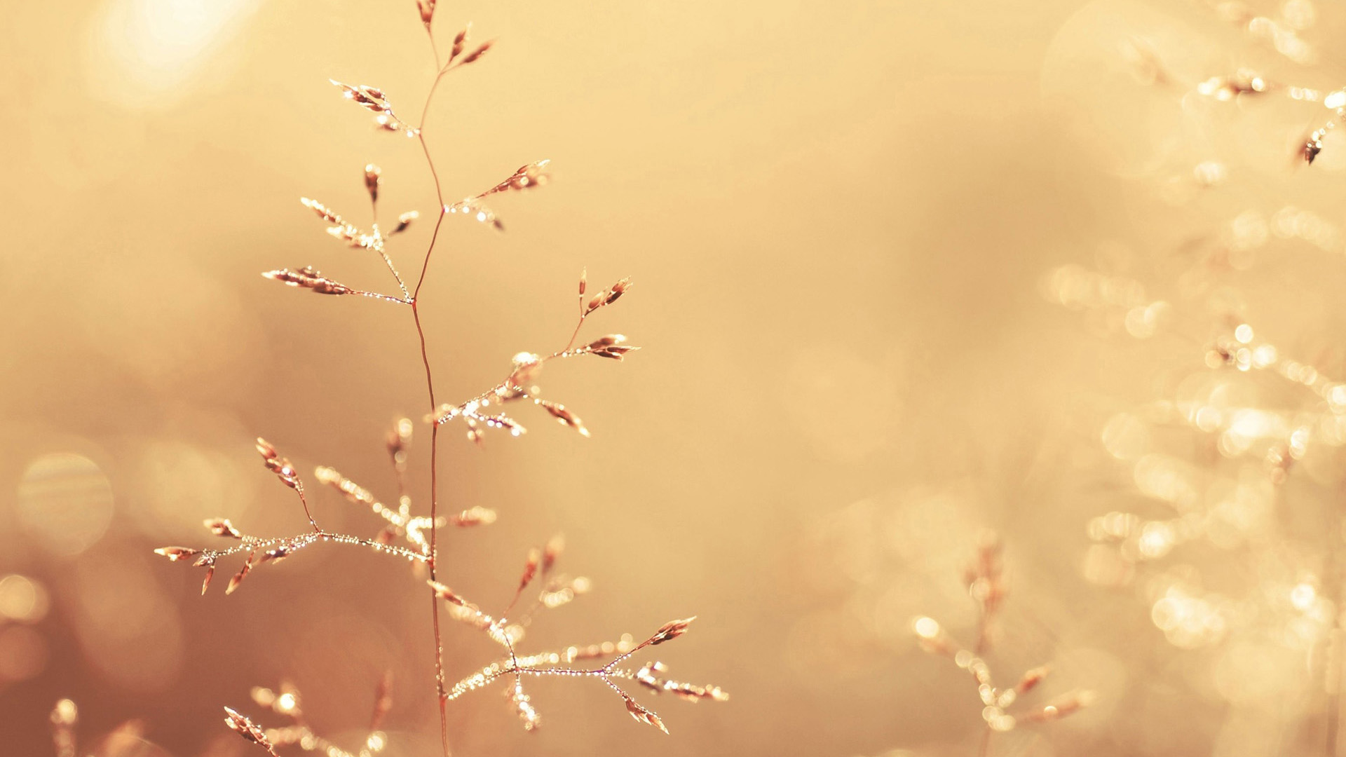 立秋后要关注三不睡三不做三要吃,秋季养生三要三不要