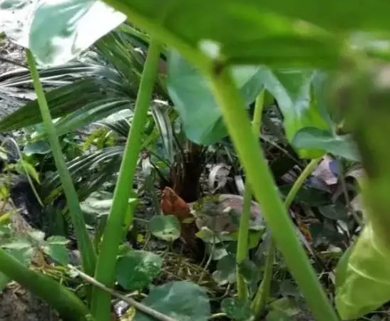 不养龟怎么知道养龟人的乐趣,你没养过狗永远不知道养狗的快乐