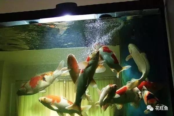 锦鲤鱼缸水浑浊怎么变清澈,锦鲤鱼缸一喂食就水浑浊