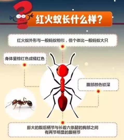 在户外要怎么关注红火蚁,高度警惕红火蚁