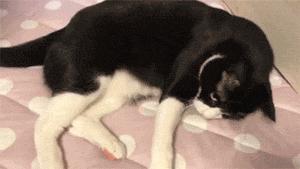 猫笑起来多可怕,猫笑的样子和正常样子