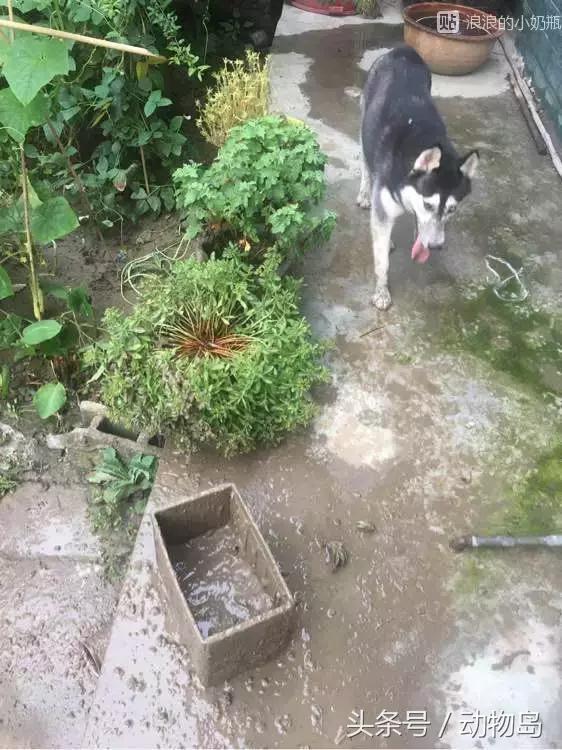 我的哈士奇,我的哈士奇有多厉害