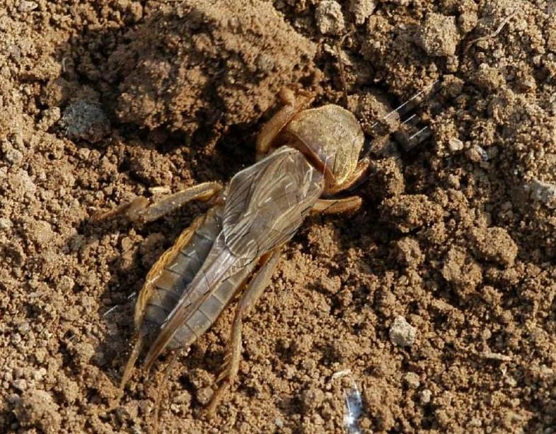 这些美味的虫子你敢吃吗,盘点可以吃的虫子