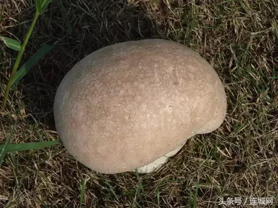 10种最奇特的蘑菇,中国最罕见的蘑菇是什么菇
