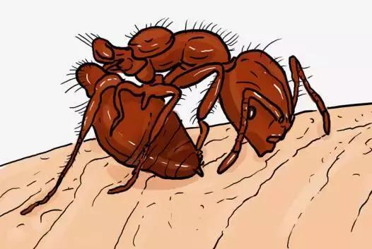 在户外要怎么关注红火蚁,高度警惕红火蚁