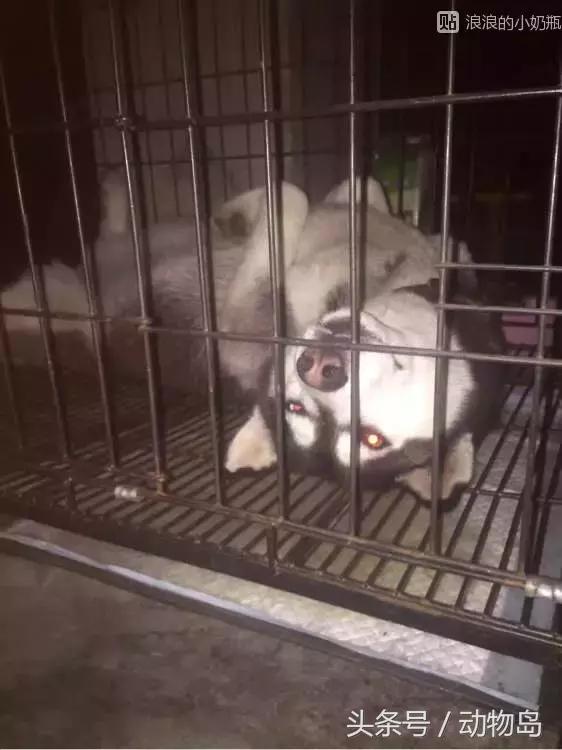 我的哈士奇,我的哈士奇有多厉害