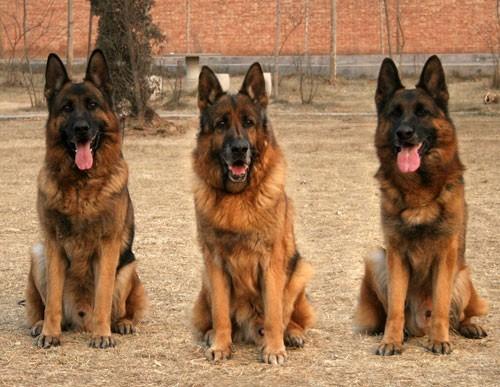 饲养德国牧羊犬要关注事项,饲养德牧