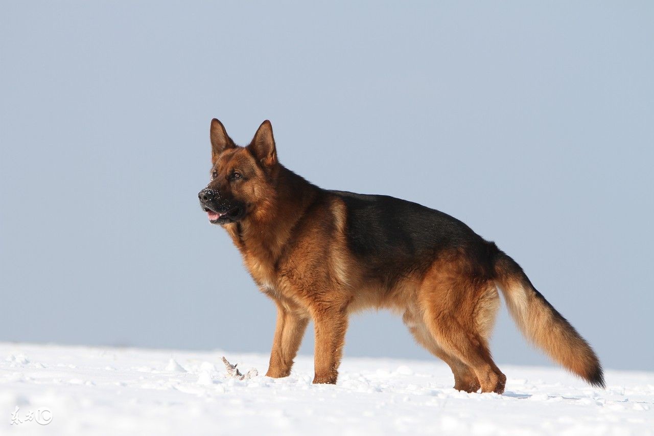 饲养德国牧羊犬要关注事项,饲养德牧