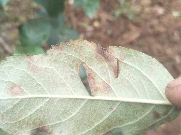 苹果叶子有黑色斑点什么情况？教你4种方法防治！