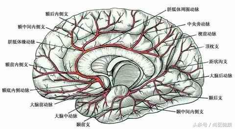 脑供血不够头疼头晕恶心怎么回事,脑供血不够头晕恶心怎么办