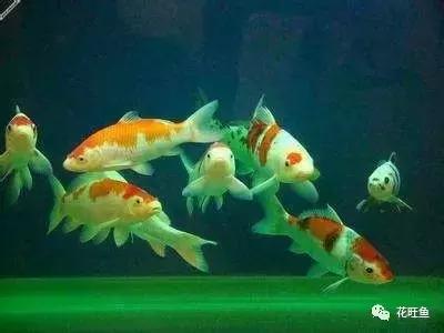 锦鲤鱼缸水浑浊怎么变清澈,锦鲤鱼缸一喂食就水浑浊