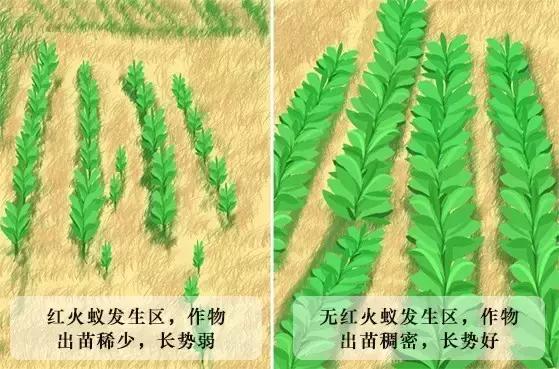 在户外要怎么关注红火蚁,高度警惕红火蚁