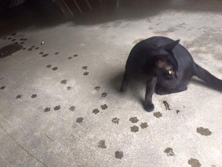 猫笑起来多可怕,猫笑的样子和正常样子